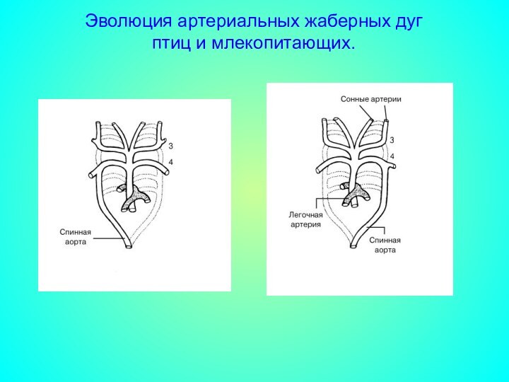 Эволюция артериальных жаберных дуг  птиц и млекопитающих.