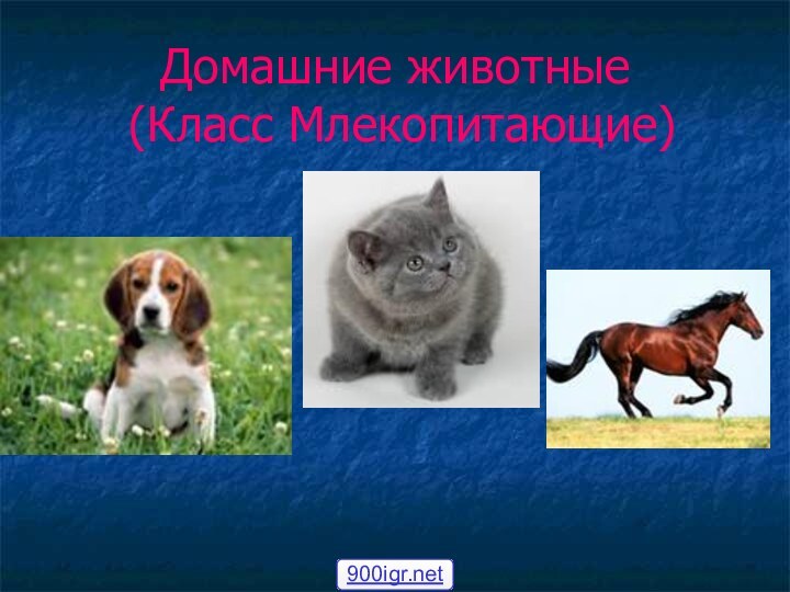 Домашние животные  (Класс Млекопитающие)