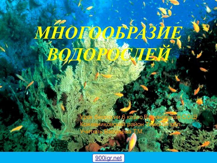 МНОГООБРАЗИЕ ВОДОРОСЛЕЙУрок биологии 6 класс Вороновская СОШ Кожевниковский район Томская обл. Учитель Васенёва Т.М.