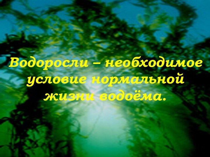 Водоросли – необходимое условие нормальной жизни водоёма.