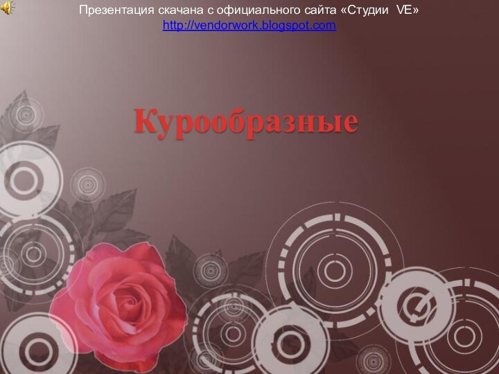 КурообразныеПрезентация скачана с официального сайта «Студии VE»http://vendorwork.blogspot.com