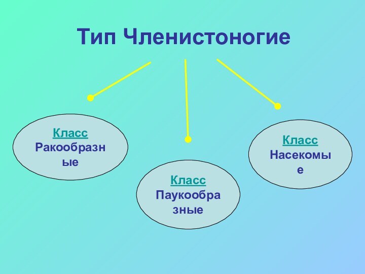 Тип ЧленистоногиеКласс ПаукообразныеКласс РакообразныеКласс Насекомые