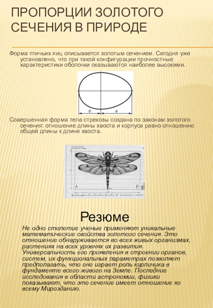 ПРОПОРЦИИ ЗОЛОТОГО СЕЧЕНИЯ В ПРИРОДЕФорма птичьих яиц описывается золотым сечением. Сегодня уже