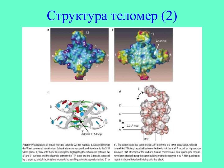 Структура теломер (2)