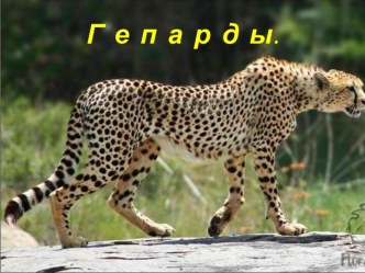 Гепарды