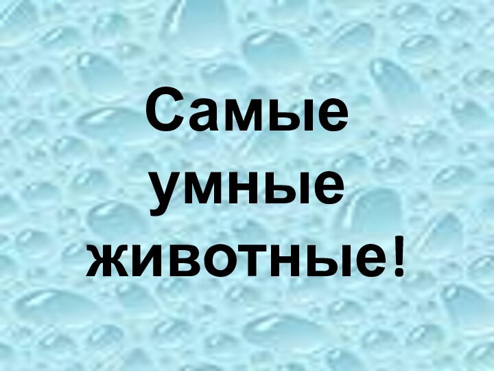 Самые умные животные!