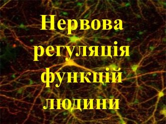 Нервова регуляція функцій людини