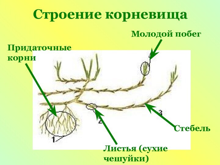 Строение корневищаМолодой побегПридаточные корниЛистья (сухие чешуйки)Стебель