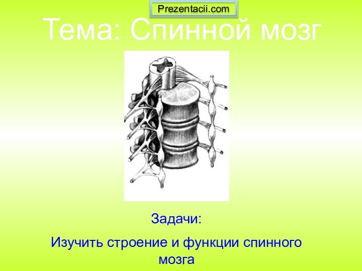 Тема: Спинной мозгЗадачи:Изучить строение и функции спинного мозгаPrezentacii.com