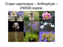 Отдел цветковые – Anthophyta – 250000 видов