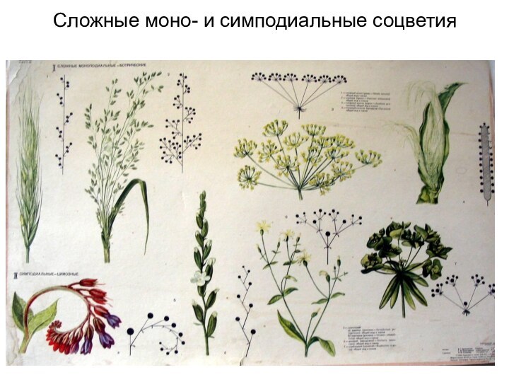 Сложные моно- и симподиальные соцветия