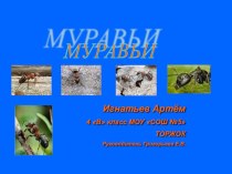 Муравьи 4 класс