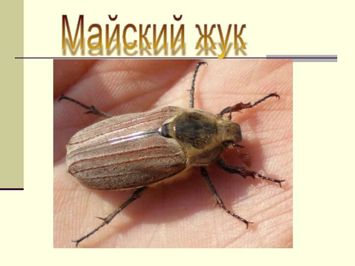 Майский жук