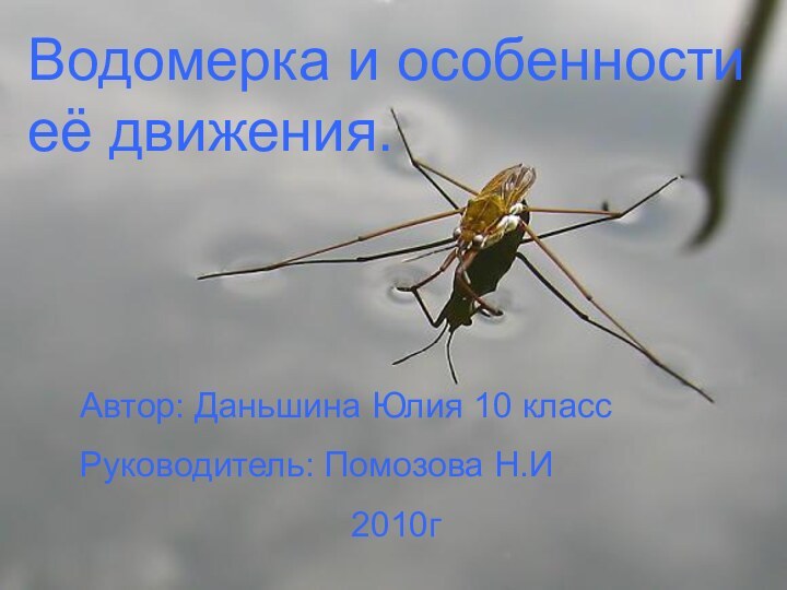 Водомерка и особенности её движения.Автор: Даньшина Юлия 10 классРуководитель: Помозова Н.И