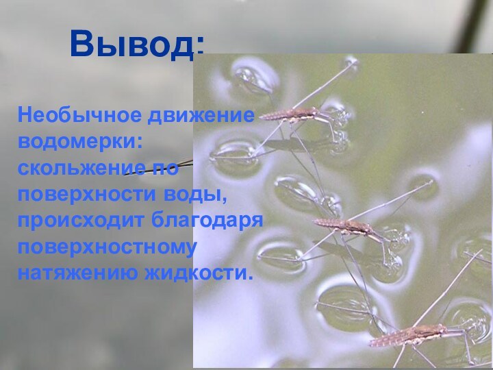 Вывод:Необычное движение водомерки: скольжение по поверхности воды, происходит благодаря поверхностному натяжению жидкости.