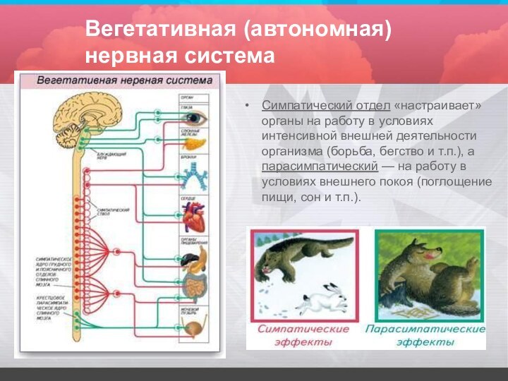 Вегетативная (автономная) нервная системаСимпатический отдел «настраивает» органы на работу в условиях интенсивной