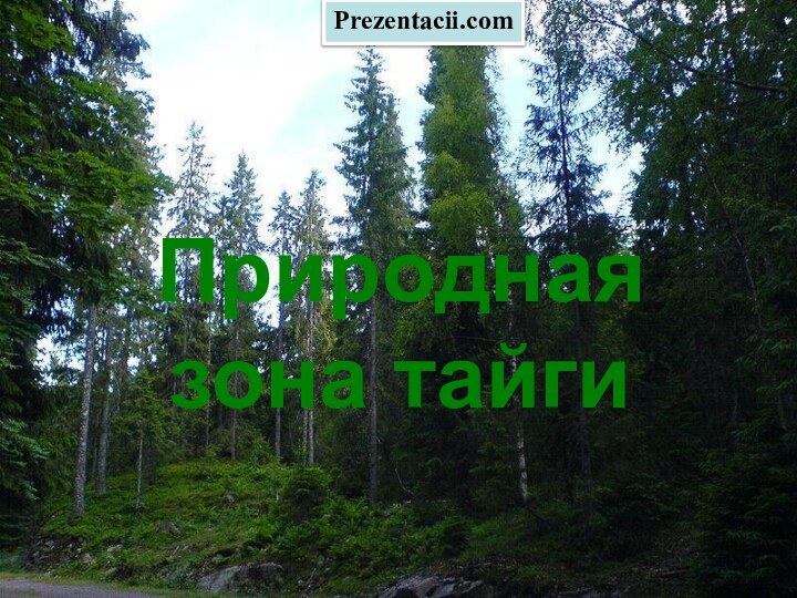 ТайгаПриродная зона тайгиPrezentacii.com