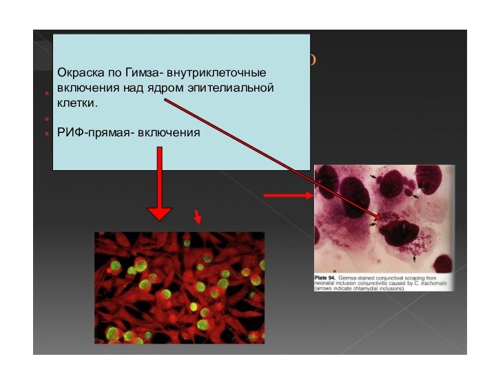 Окраска по Гимза- внутриклеточные включения над ядром эпителиальной клетки.РИФ-прямая- включения