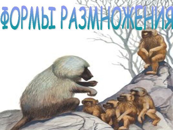 ФОРМЫ РАЗМНОЖЕНИЯ