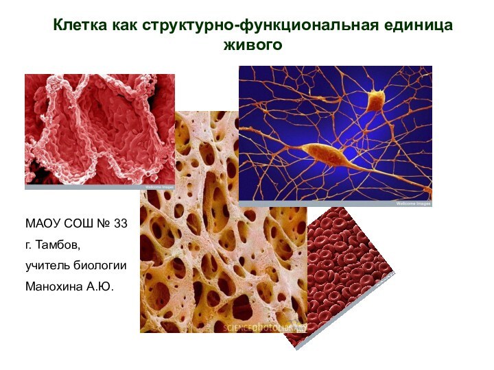 Клетка как структурно-функциональная единица живогоМАОУ СОШ № 33г. Тамбов,учитель биологииМанохина А.Ю.