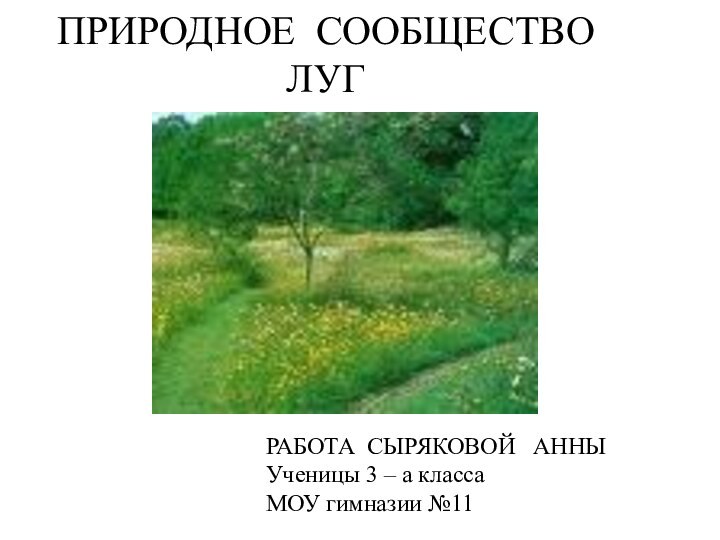 ПРИРОДНОЕ СООБЩЕСТВО ЛУГРАБОТА СЫРЯКОВОЙ  АННЫУченицы 3 – а классаМОУ гимназии №11