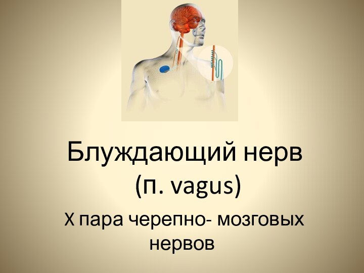 Блуждающий нерв  (п. vagus) X пара черепно- мозговых нервов