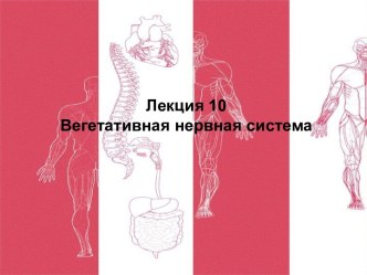 Вегетативная нервная система