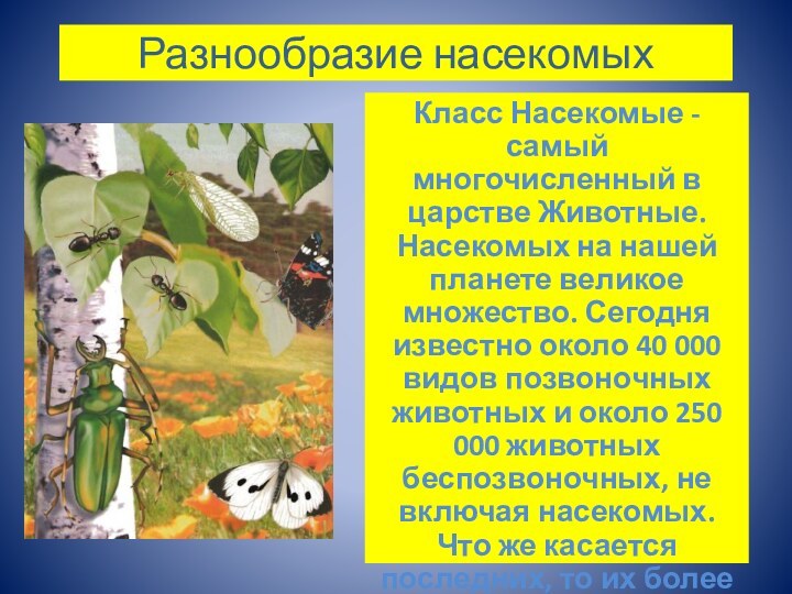 Разнообразие насекомыхКласс Насекомые - самый многочисленный в царстве Животные. Насекомых на нашей