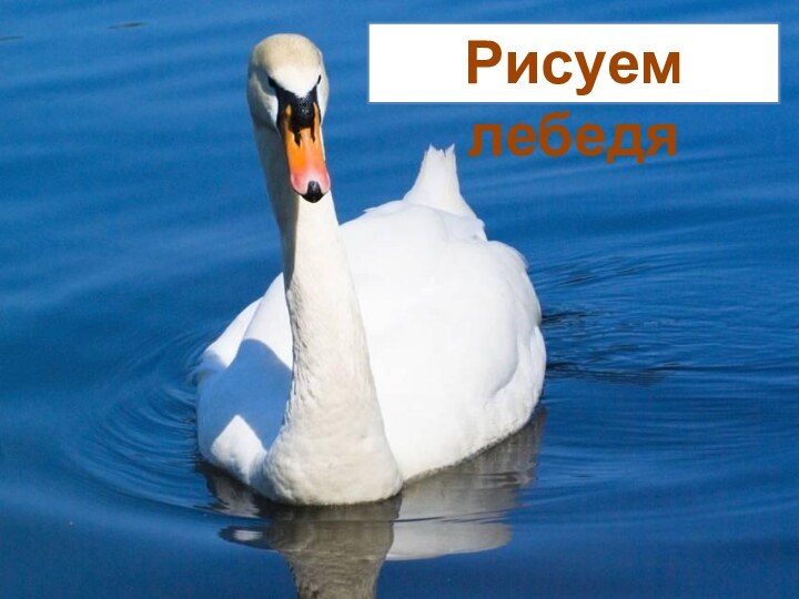 Рисуем лебедя