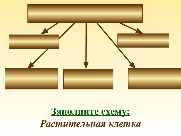 Заполните схему:Растительная клетка