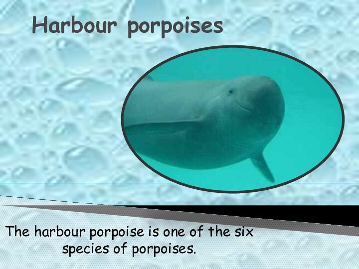 Harbour porpoisesThe harbour porpoise is one of the six species of porpoises.