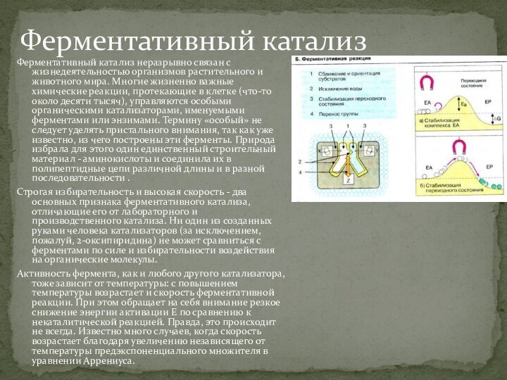 Ферментативный катализ неразрывно связан с жизнедеятельностью организмов растительного и животного мира. Многие