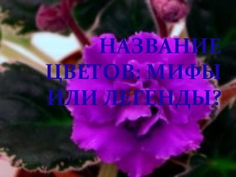 Название цветов: мифы или легенды?