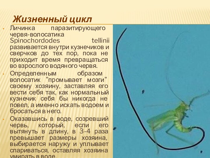 Жизненный циклЛичинка паразитирующего червя-волосатика Spinochordodes tellinii развивается внутри кузнечиков и сверчков до