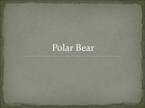 Polar Bear