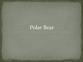 Polar Bear