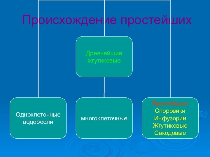 Происхождение простейших