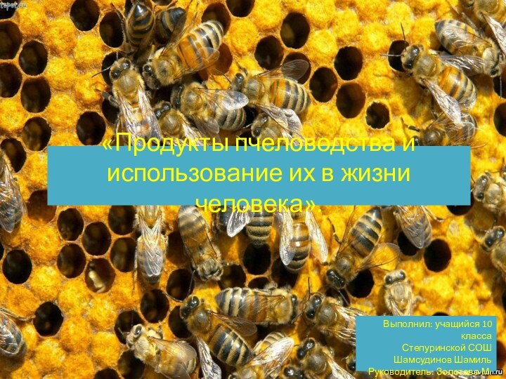 «Продукты пчеловодства и использование их в жизни человека». Выполнил: учащийся 10