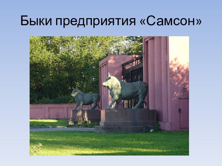 Быки предприятия «Самсон»