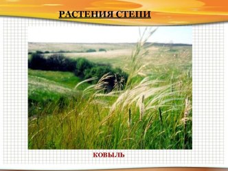 Растения степи