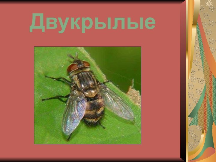 Двукрылые