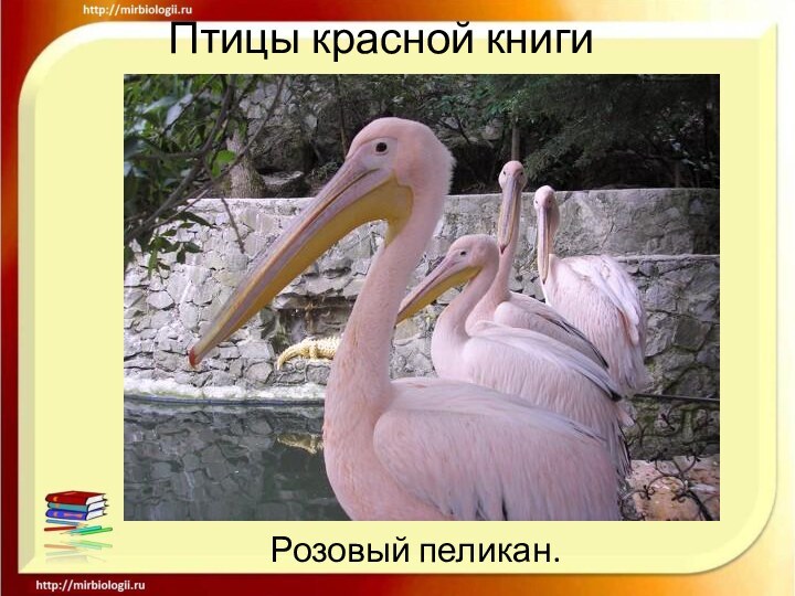 Птицы красной книгиРозовый пеликан.