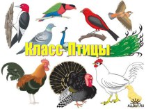 Класс Птицы 1 класс