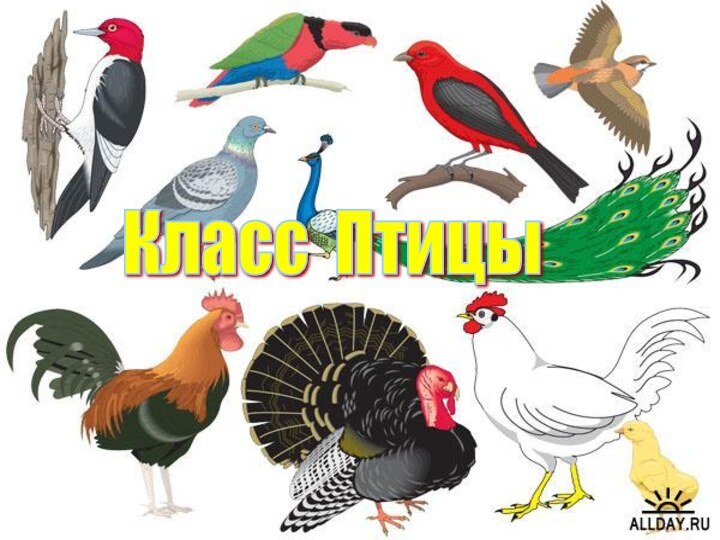 Класс Птицы