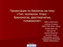 Характеристика классов моллюсков