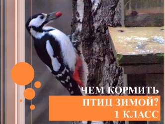 Чем кормить птиц зимой?