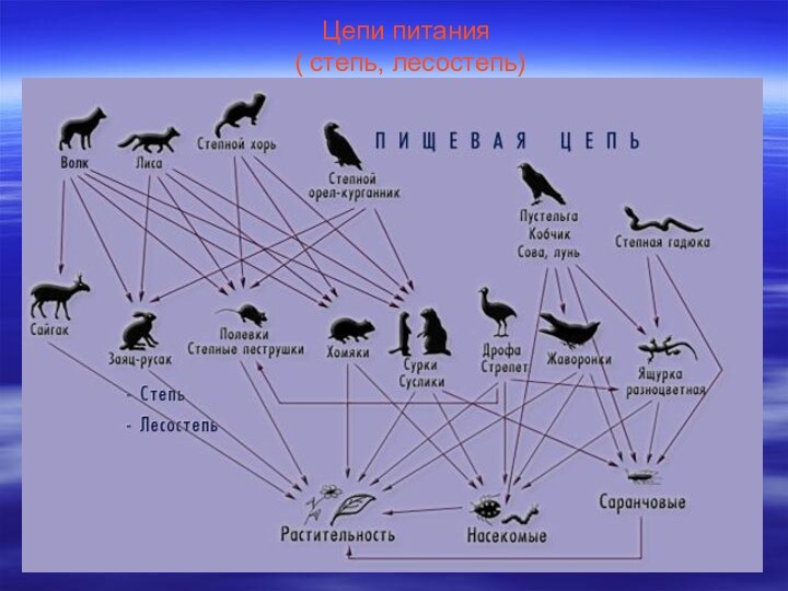 Цепи питания  ( степь, лесостепь)