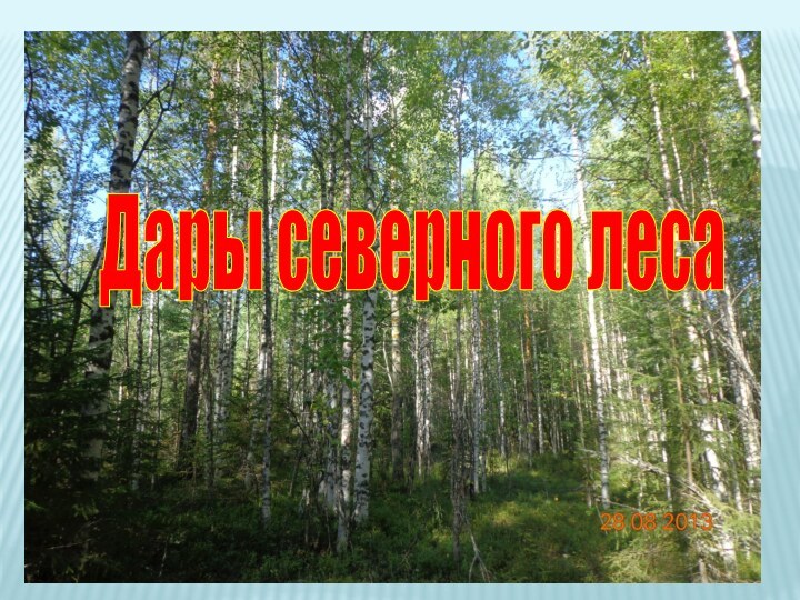 Дары северного леса