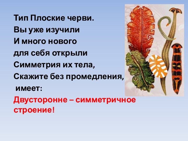 Тип Плоские черви.Вы уже изучили И много нового для себя открылиСимметрия их