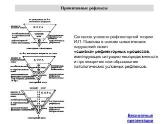 Рефлексы